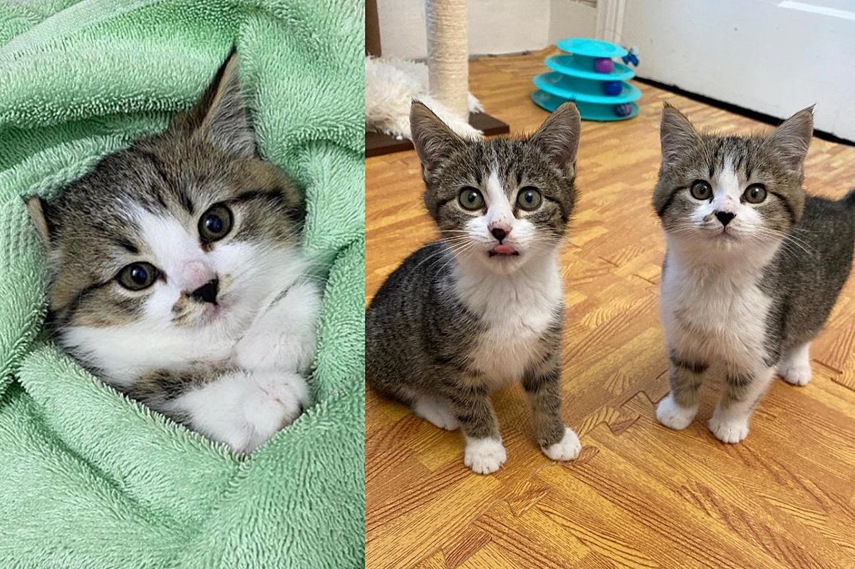 Feral Kittens Completely Change from Hissing and Hiding in a Corner to Purring Nonstop
